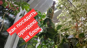 посадка орхидеи на блок || блок для орхидей своими руками || уход за орхидеями на блоке