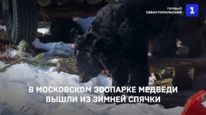 В Московском зоопарке медведи вышли из зимней спячки