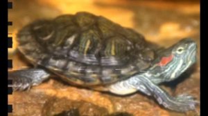 Черепашка эдит