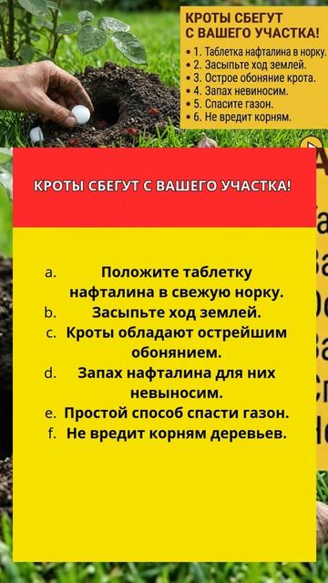КРОТЫ СБЕГУТ С ВАШЕГО УЧАСТКА!