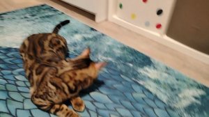 Первое видео кот🐱🐱🐱