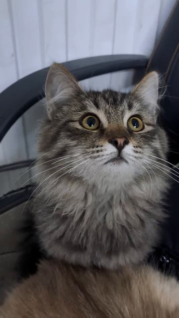 #видосыоткота #юмор #веселыекоты #cat #озвучка #кот #прикол смотреть онлайн