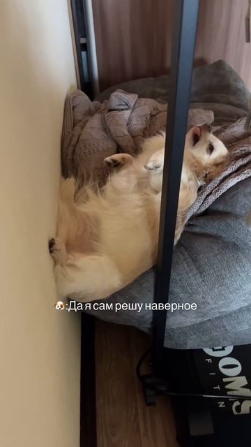 Спасибо, что ценишь мои старания #чихуахуа #жизньссобакой #собака #забавныеживотные