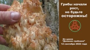Грибы начали рост, но будьте осторожны! Дневник грибника 12 сентября 2022 года.