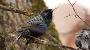 Наблюдение птиц в Великом Новгороде, 18 марта 2026, Скворец