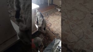 веселый козленок