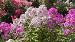 Август в Саду 14 августа 2025 часть 1