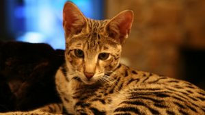 Дорогие  кошки