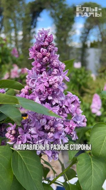 Сирень обыкновенная `Серебряный Век` РС