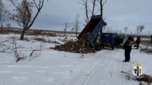 Хабаровские полицейские задержали группу «чёрных лесорубов», спиливших деревья на 25 млн рублей