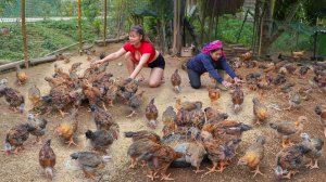 Я использовала повозку, запряженную лошадьми, чтобы купить много цыплят и доставить их на рынок.