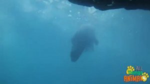 SEA LION Animals For Kids All Things Animal TV