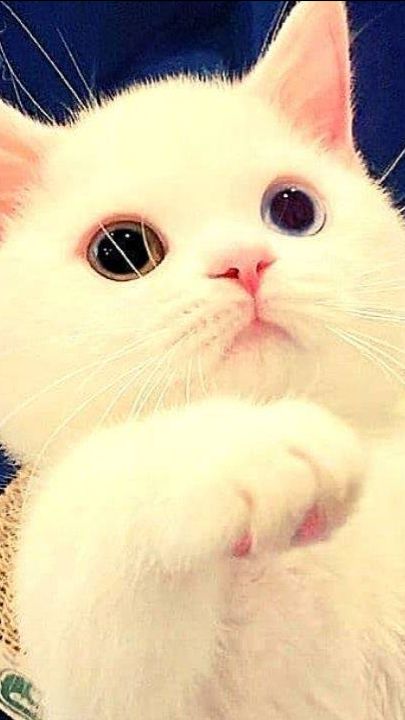 СМЕШНЫЕ КОТЫ 2026 ЛУЧШИЕ ПРИКОЛЫ С КОТАМИ, КОШКИ, КОТИКИ #cat #cute #funny