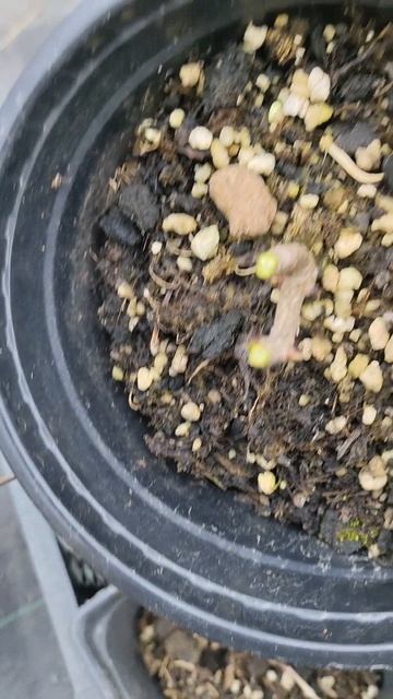 Обрезка метельчатой гортензии