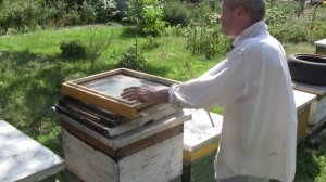 Пчеловодство на даче у Юрия. Улья СКАПЕЦ на рамку 270 (архив август 2020г)