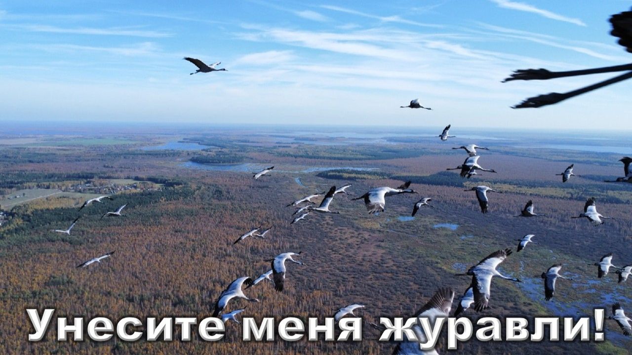 Унесите меня журавли. Аркадий Кобяков