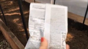 Личинки майского жука. Как бороться