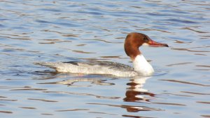 Наблюдение птиц в Великом Новгороде, 18 марта 2026, Крохаль