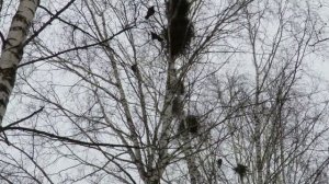 Урааааа! Грачи прилетели сегодня!