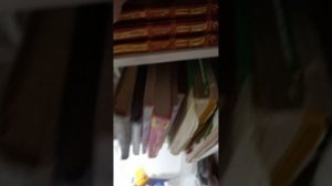 Полка котов воителей