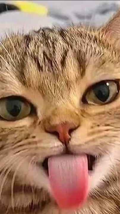 СМЕШНЫЕ КОТЫ 2026 ЛУЧШИЕ ПРИКОЛЫ С КОТАМИ КОШКИ КОТИКИ cats cat cute shorts