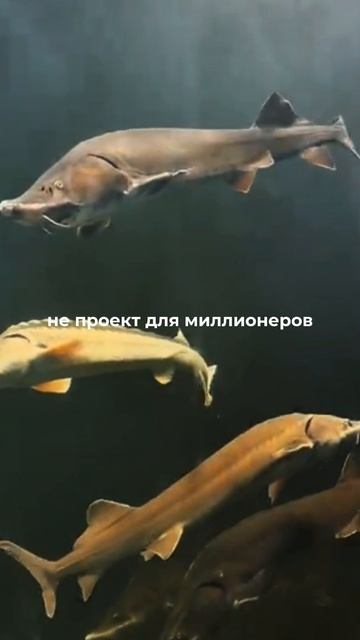 Для 300 000 ₽/мес нужно 600 кг осетра в месяц. Главное — системный подход, а не масштаб.