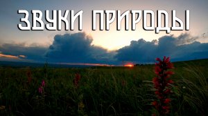 Звуки природы / Сверчки и птицы на диких полях / Широкий простор