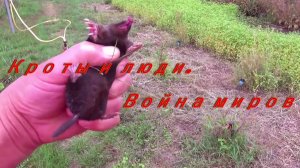 Кроты и люди. Война миров