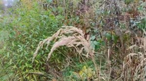 #ах эта природа