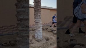 Арабская ночь в Эмиратах- поездка на Сафари