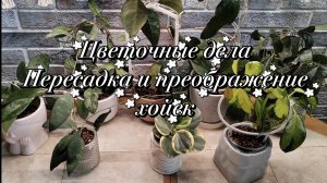Цветочные дела | Пересадка и преображение хойек