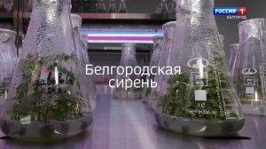 Белгородская сирень