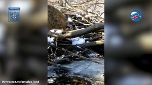 Фотоловушка зафиксировала дерзкую кражу в Уссурийском заповеднике