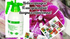Новая орхидея! План действий! Входная обработка после покупки и защита от вредителей и не только!