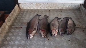 улов форели у Сергея