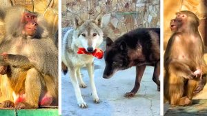 За нами СЛЕДЯТ! Волк у ВОЛКА из пасти мясо ЗАБРАЛ! ГАМАДРИЛЫ- это не МАКАКИ, отберут и ПОБЬЮТ!