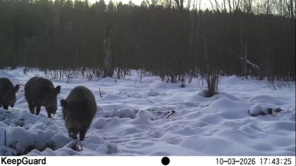 Семейство кабанов в заповеднике "Кивача". 10.03.2026.
