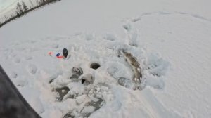 ПОЙМАЛ ТРОФЕЙ! Рыбалка на жерлицы в мороз.