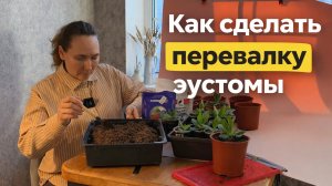 Перевалка эустомы!