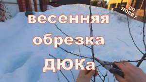 Весенняя обрезка ДЮКа четырёхлетки! Два примера