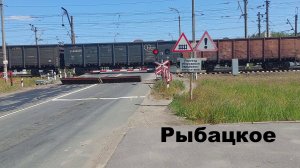 Невероятное лето у переезда: грузовой поезд в Рыбацком