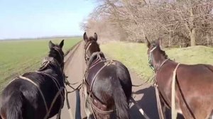 Тройка мулов