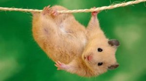 16 важных советов для владельцев хомяков🐹