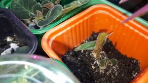 Выращиваю глоксинии из листа,уход.