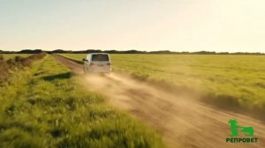 Корова Марта РЕПРОВЕТ