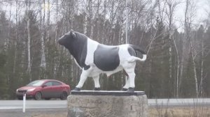 Живи пока живется 🎵 Песня супер !