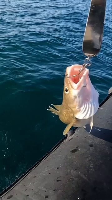 Морская рыбалка