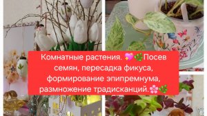 Комнатные растения. Посев семян, пересадка фикуса, формирование эпипремнума, черенки традесканции.