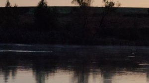 Бобр на утренней заре 04:48 26 августа 2025 г.