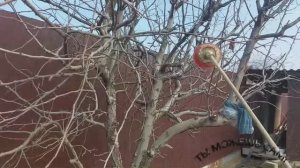 КОГДА и ЧЕМ Опрыскать САД Ранней Весной от болезней и вредителей?